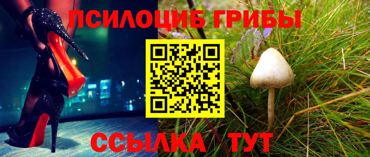 Псилоцибиновые грибы Psilocybe Ишим